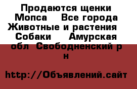 Продаются щенки Мопса. - Все города Животные и растения » Собаки   . Амурская обл.,Свободненский р-н